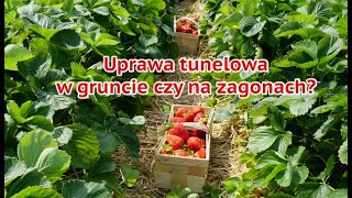 #Uprawa #tunelowa #truskawki w gruncie czy na #zagonach? Gdzie uzyskamy lepszy plon?