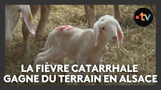 La fièvre catarrhale ovine gagne du terrain en Alsace