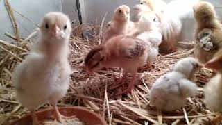 Chicks (6+ days old)