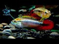 7 14【dc短鯛坊】b藍體超紅尾短鯛 no.h7【dwarfcichlids】@dcasfish