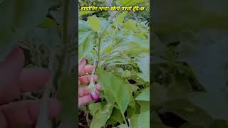 भन्टा खेती || Brinjal Farming in Nepal || Short video @KrishiSandesh