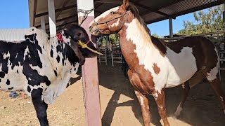 Jueves de plaza ganadera Cuilapam oaxaca #toros #vacas #becerros #caballos #yeguas