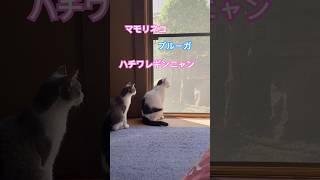 ネコと子ネコとおじさん　マモリネコ‼️窓際ニャルソック‼️ #shorts #cat #cats #猫 #保護猫 #猫のいる暮らし #ブルーガ #猫動画 #猫ミーム #ねこ #ニャルソック