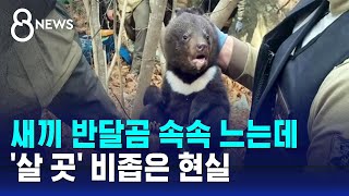 새끼 반달곰 속속 느는데…'살 곳' 비좁은 현실 / SBS 8뉴스