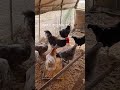 우리집 청계들 잘 먹고 건강하자 시골생활 청계 닭키우기 chicken countrylife