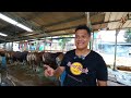 sapi qurban bekasi ready ratusan ekor langsung dari kandang🔥‼️