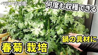 【ベランダ菜園】何度も収穫できる春菊の収穫！鍋の具材をベランダで育てる【ダイソーの種】