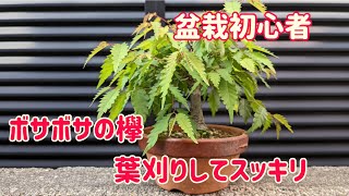 盆栽初心者　欅(ケヤキ)の葉刈り剪定　Bonsai