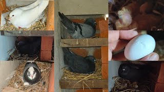 kabutaro ne bachhe nikal diye || कबूतरों ने बच्चे  निकाल दिए || pigeon breeding progress