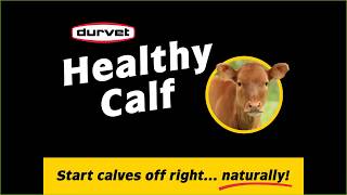 Durvet Product Training | Healthy Calf - Start calves off right!