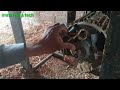 3hp motor starting problem 3hp motor repairing