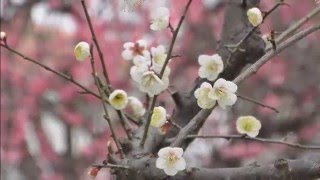 越谷梅林　早咲きの梅　2016　Koshigaya Bairin early blooming plum