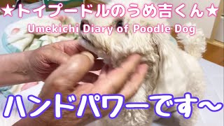 ハンドパワーです〜 ★トイプードルのうめ吉くん（685日目)★Umekichi Diary of Poodle Dog