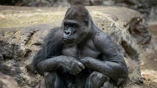 Buffalo Zoo announces death of silverback western lowland gorilla named Koga