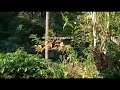 4.50 acre coffe pepper farm resort land for sale coorg karnataka 75 lakh