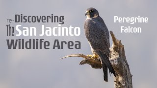 Rediscovering the San Jacinto Wildlife  Area