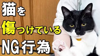 今すぐやめて！愛猫を無意識に傷つけている飼い主のNG行為９選【保護猫】