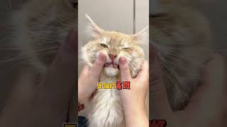 猫咪身上的神奇器官！最后一个好扎心 #新手养猫 #猫 #科学养宠攻略 猫奴十三