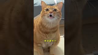 跟包子一起唱《一笑江湖》#Cat #yun #catvideo #petsoftiktok #perte #猫咪 #萌宠出道计划 #上热门要流量 #catsoftiktok #猫咪唱歌