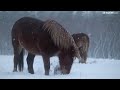 吹雪に耐える「寒立馬」…青森・東通