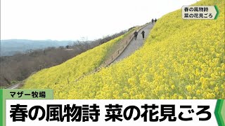 春の訪れ告げる菜の花見ごろ マザー牧場・千葉県富津市（2024.03.09放送）