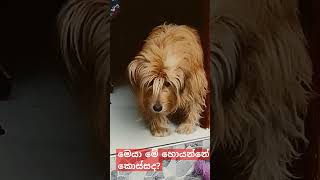 අපේ  අලුත්ම පිංකි පැටියාගේ වැඩ# dog#home # family #music#viral