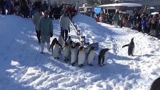 旭山動物園（北海道旭川市） 冬のペンギン散歩（2019/01/13） - Penguin Walk at ASAHIYAMA ZOO (Aasahikawa,Hokkaido,japan)