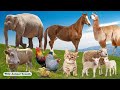 Happy Animal Moments, Familiar Animals: Elephant, Rooster, Horse, Alpaca, Sheep, Cow - Animal Sounds