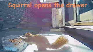 Squirrel smoothly opens the drawer!!