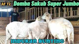 REVIEW HARGA DOMBA TERBARU _ INDUKAN BUNTING, LANGSUNG KANDANG JURAGAN Mas IZUDDIN