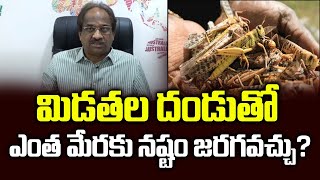 మిడతల దండుతో ఎంత మేరకు నష్టం జరగవచ్చు?|| Extent Of Damage Due To Locust Attack ||