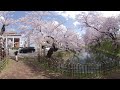 桜360度弘前公園 2021.4.19