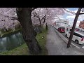 桜360度弘前公園 2021.4.19