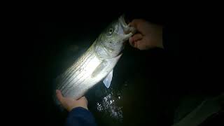 How to fish Metal Lip Swimmers for Striped Bass