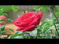 王一佳 《 有风无风皆自由》 抖音热歌 华语歌曲【高音質 動態歌詞 lyrics】 好听醉了