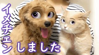 ディズニーキャラに変身した犬猫の表情が可愛い過ぎたｗ【プーチー\u0026スコティッシュフォールド】