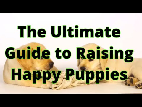 The Ultimate Guide to Raising Happy Puppies