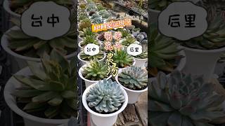 台中后里萌芳花卉農場x12月聖誕多肉現況 #plantmarket #succulent #多肉植物 #萌芳花卉農場 #聖誕節