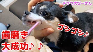 Brushing a dog's teeth🦷 with a toothbrush, which Chihuahua Pino-san is not very good at!