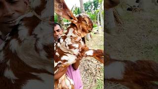 তোতাপুরী ছাগল। #goat #তোতাপুরি_ছাগল #animals @FarmBanijjo #goats #ছাগলের #হাট #cow #totapuri