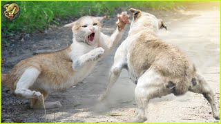 Chaotic Battles When Cats Reckless Rushes Into The Dog's Territory | Animal Fighting