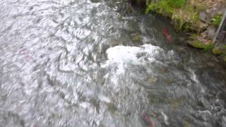 Sockeye Spawning