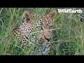 SafariLIVE Sunrise Safari - 21 July 2024