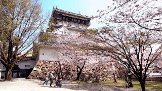 【4K】満開 【お城】小倉城さくら   2021 Kokura castle