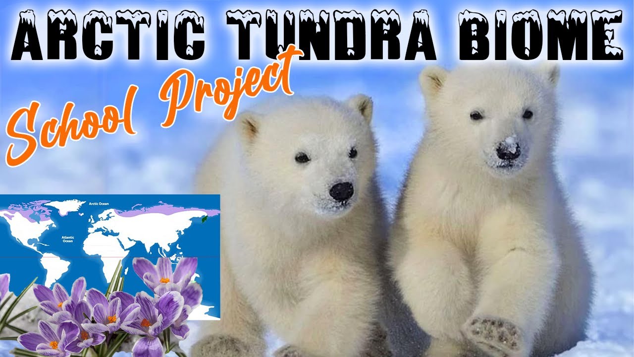 Arctic Tundra Biome School Project - YouTube