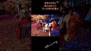 #秋 #紅葉 #紅葉ライトアップ #紅葉狩り #富士山 #馬車 #秋の思い出 #秋の行楽 #shors