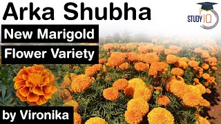 Marigold Flower new variety Arka Shubha developed by Indian Institute of Horticultural Research