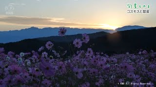 【旬景とやま】コスモスと彗星