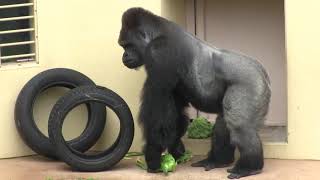 シャバーニ家族 566 Shabani family gorilla