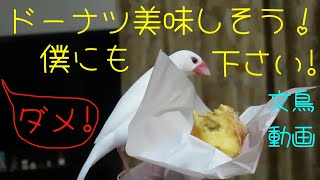 ドーナツください　文鳥だってドーナツ食べてみたいんです！　文鳥動画